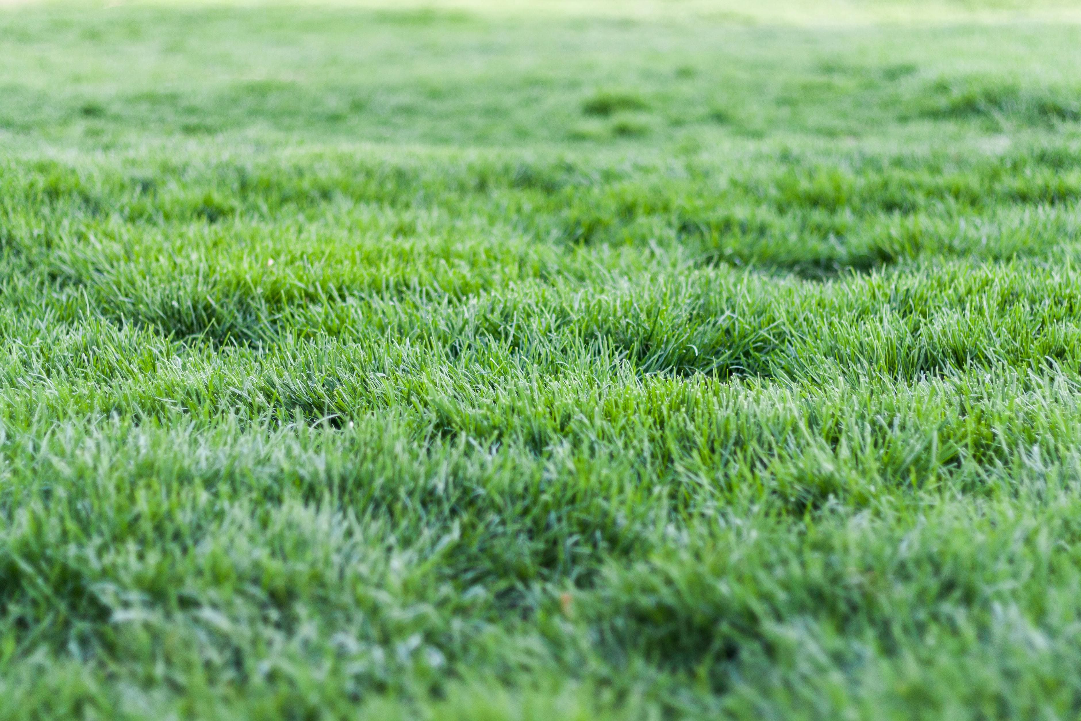 Comprehensive lawn mowing, trimming, and maintenance services for pristine yards.